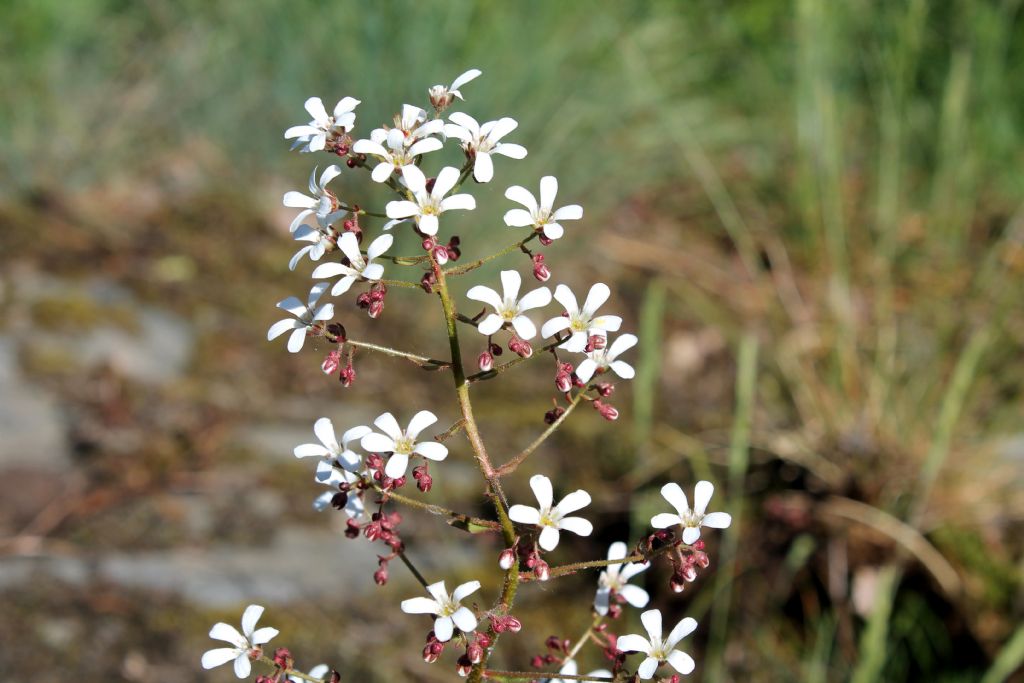 Saxifraga cotyledon / Sassifraga dei graniti